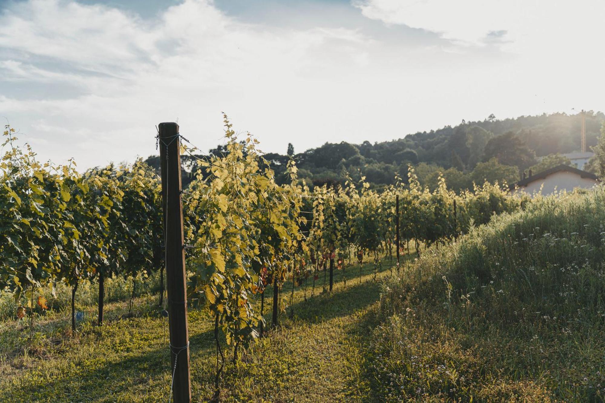 Tenuta Ronco Regio San Fermo della Battaglia Zewnętrze zdjęcie